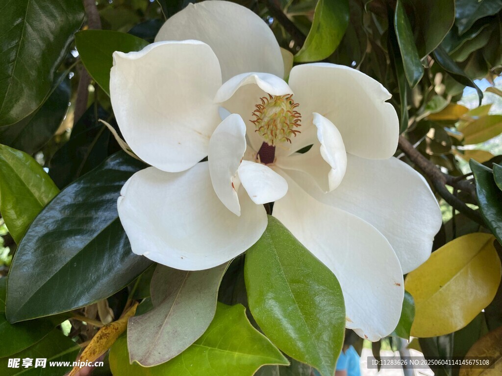洁白玉兰花绽放枝头