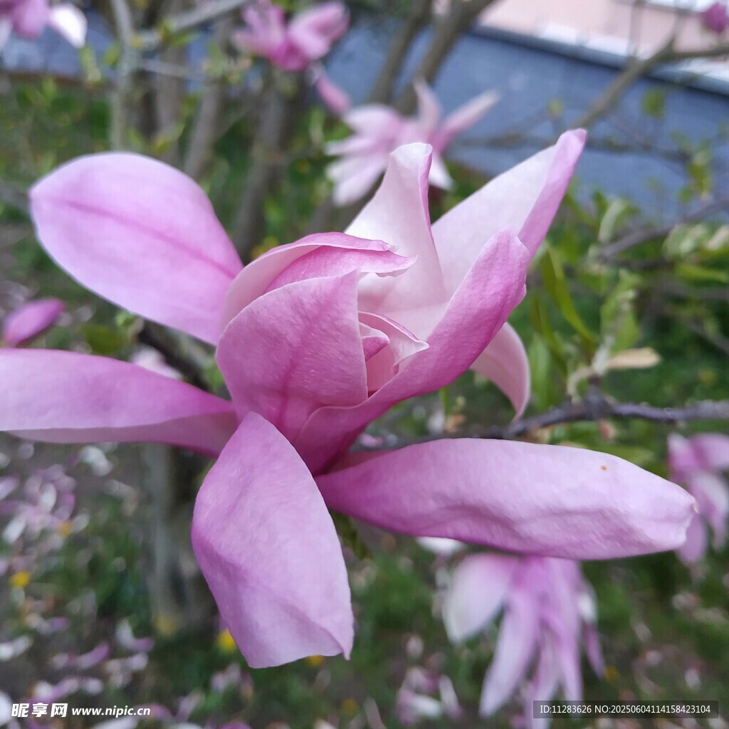 娇艳玉兰花绽放