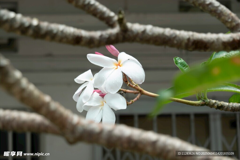 枝头绽放的素雅白色花朵