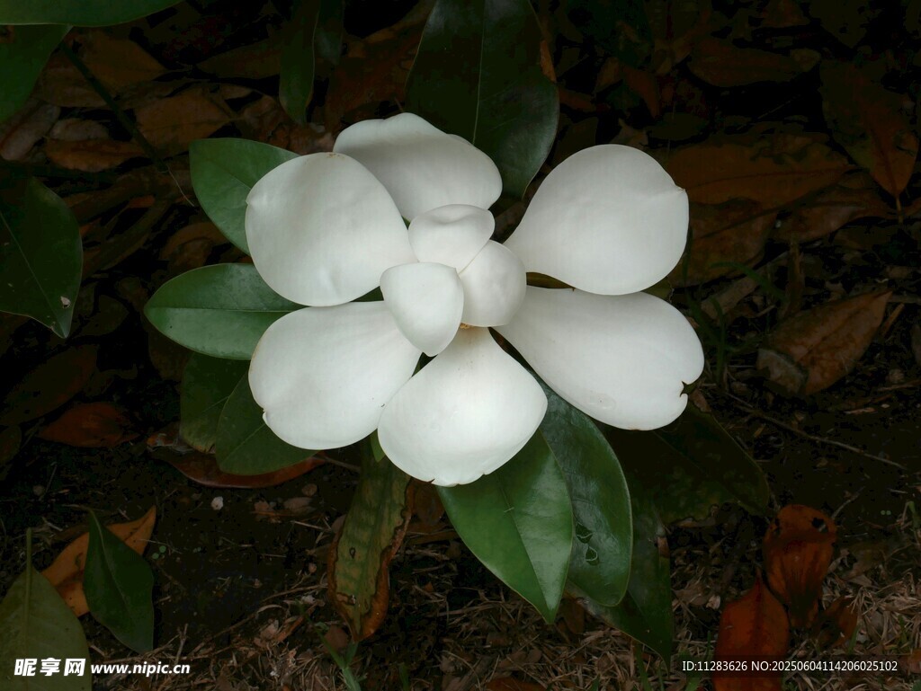 洁白栀子花绽放
