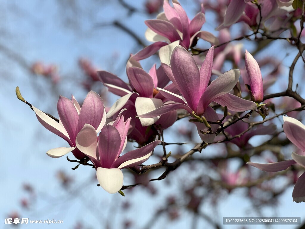 玉兰花枝绽放美丽瞬间