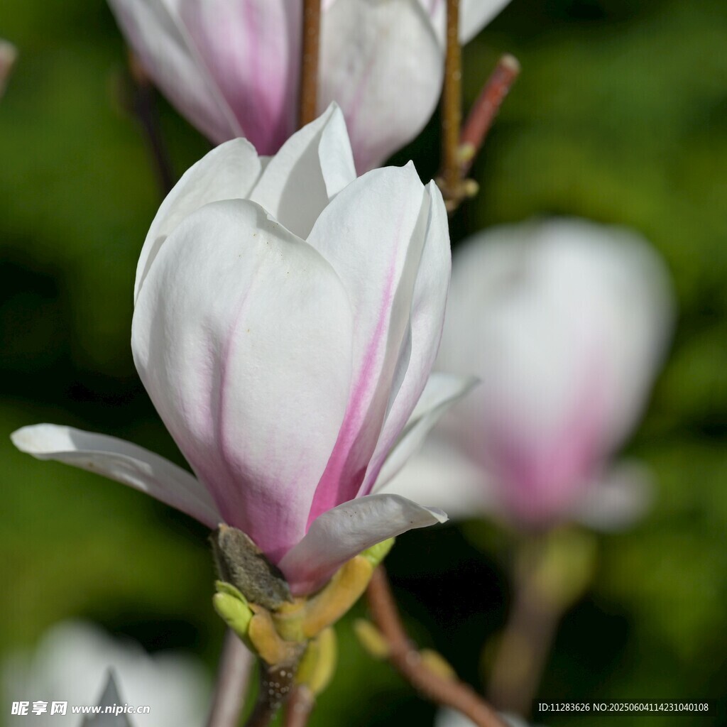玉兰花绽放的美丽瞬间