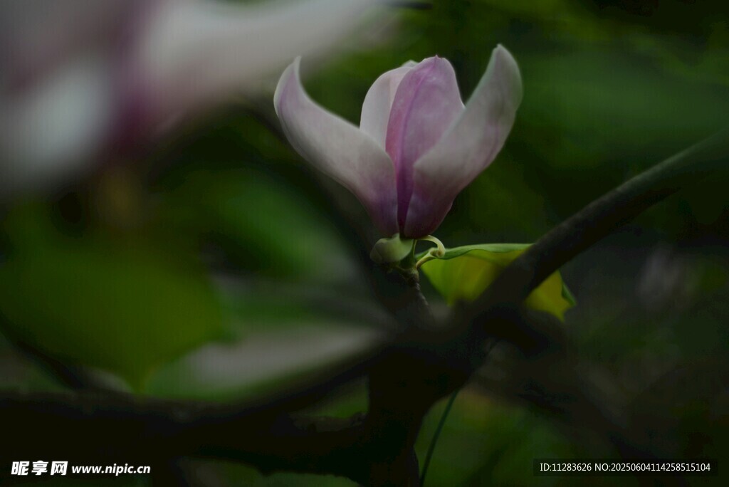 绽放的玉兰花