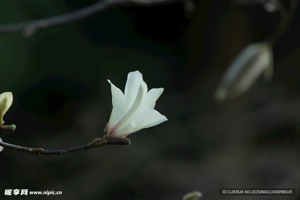 洁白玉兰花绽放枝头