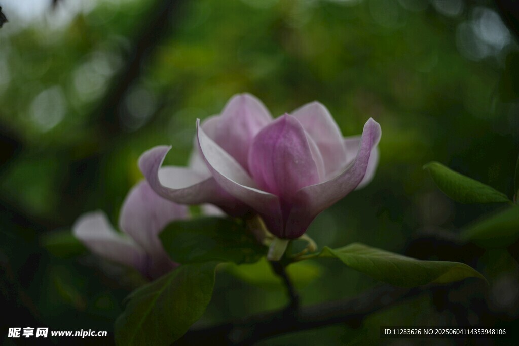 粉艳玉兰花绽放枝头