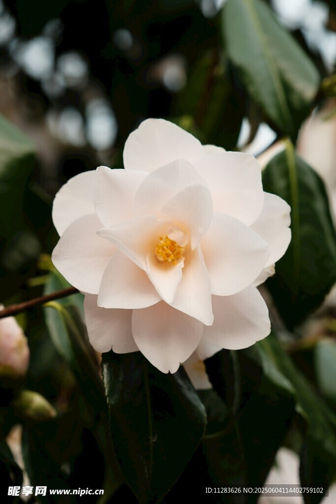 洁白山茶花绽放枝头