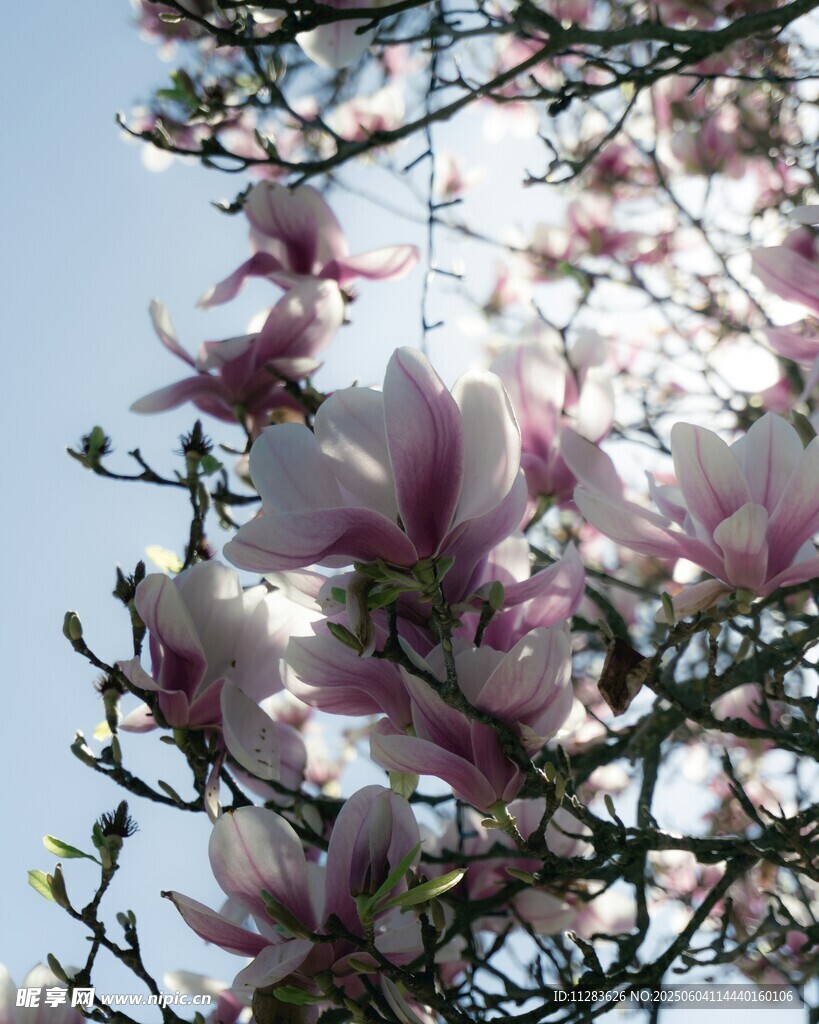 玉兰花绽放枝头