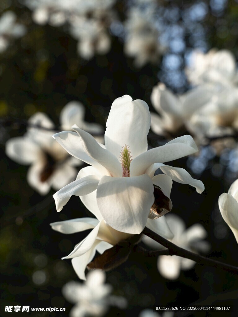 洁白玉兰花绽放枝头