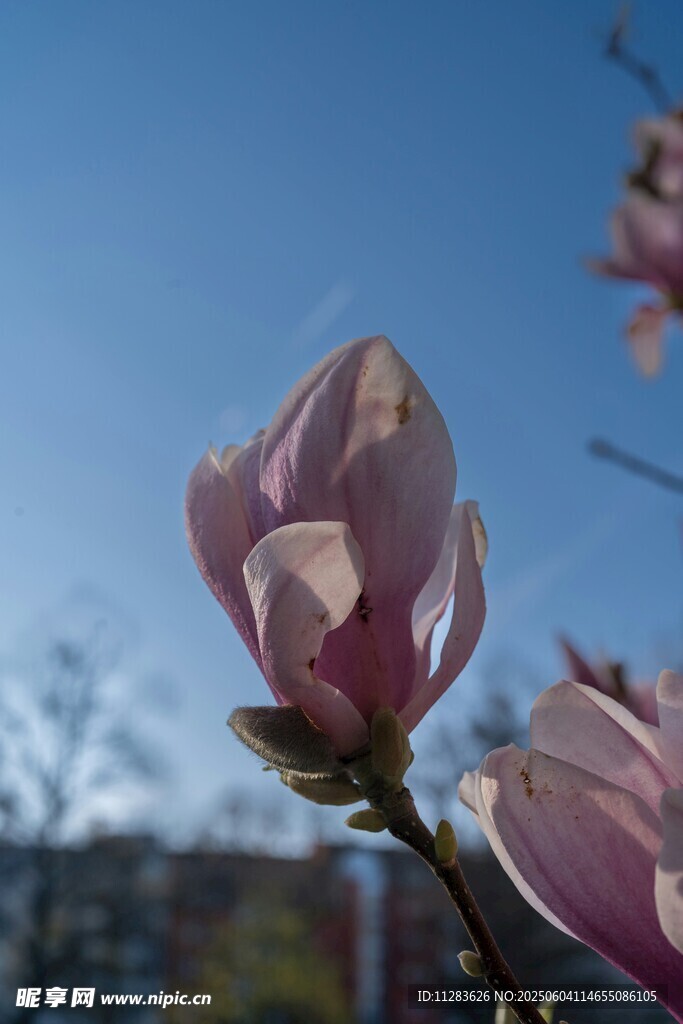 绽放的玉兰花