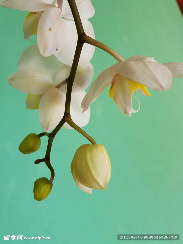 清新淡雅的白色兰花枝