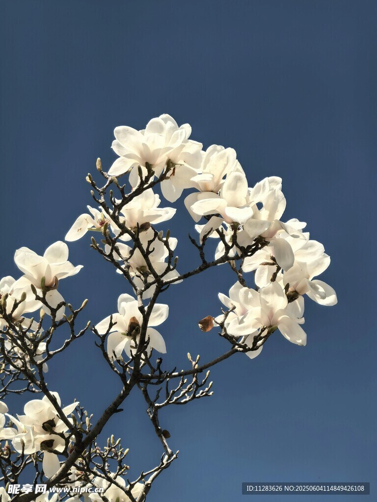 蓝天映衬下的洁白玉兰花