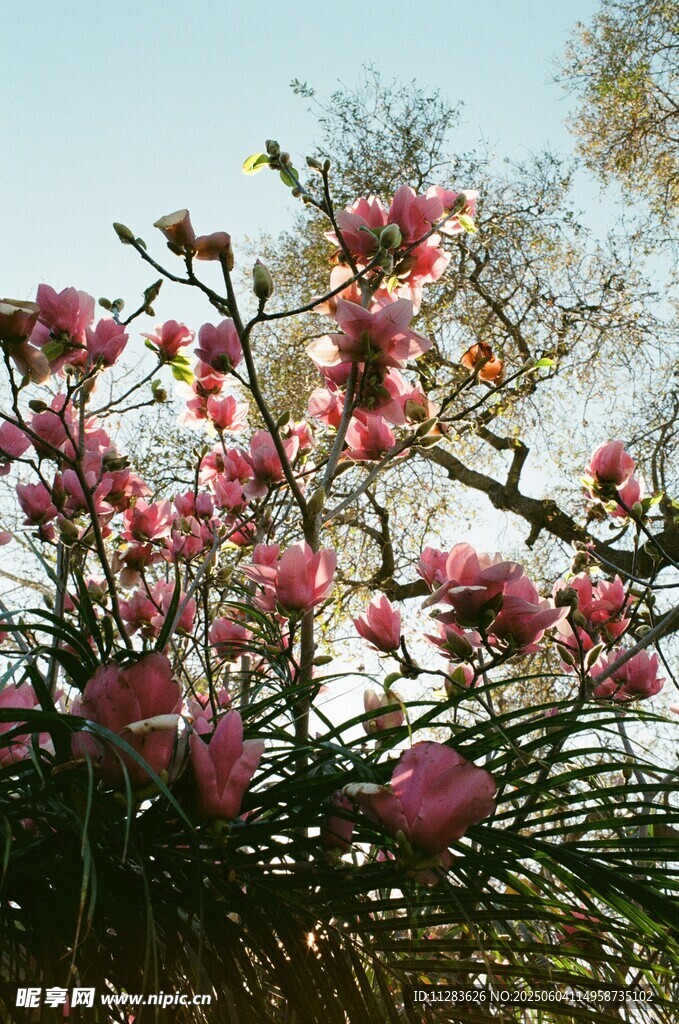 春日玉兰花 