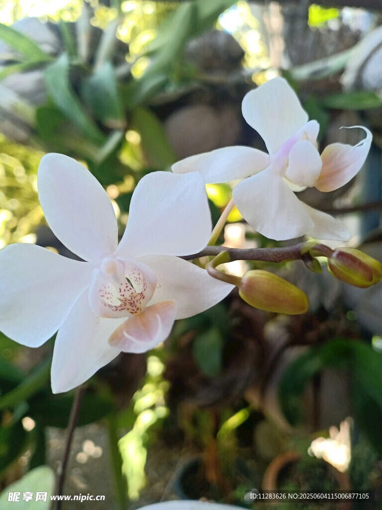 优雅白色兰花绽放