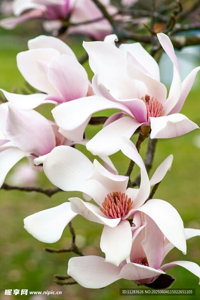 玉兰花绽放枝头