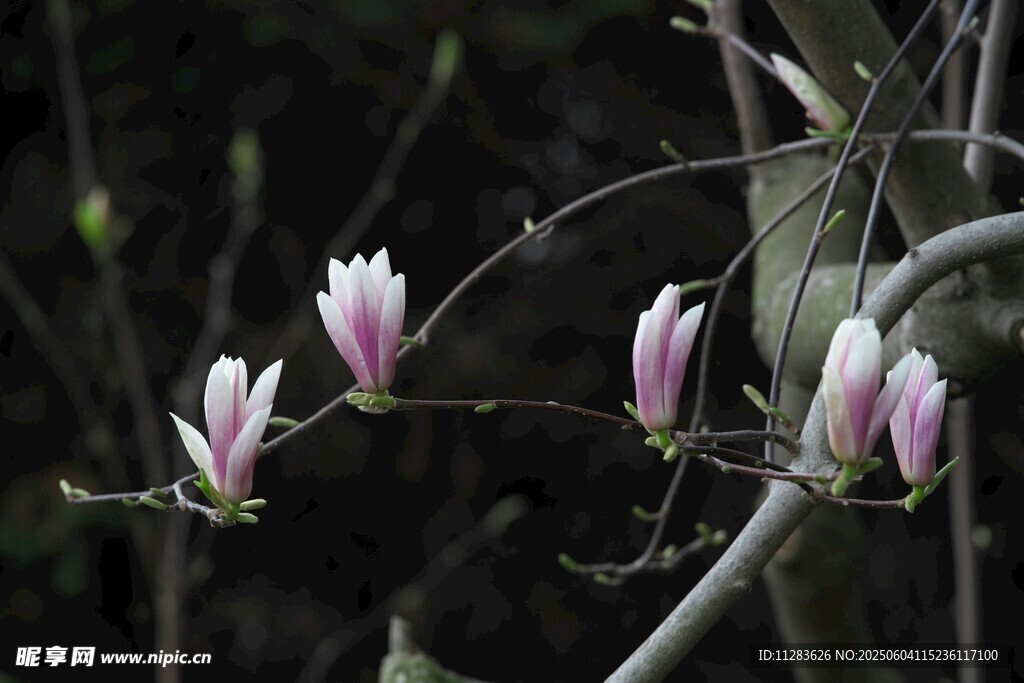 粉白玉兰花枝俏