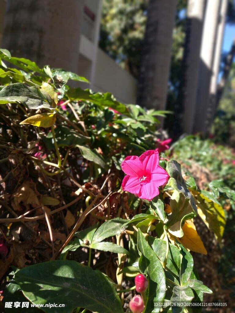 阳光下娇艳的喇叭花