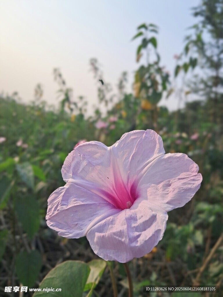 田野中的粉紫牵牛花
