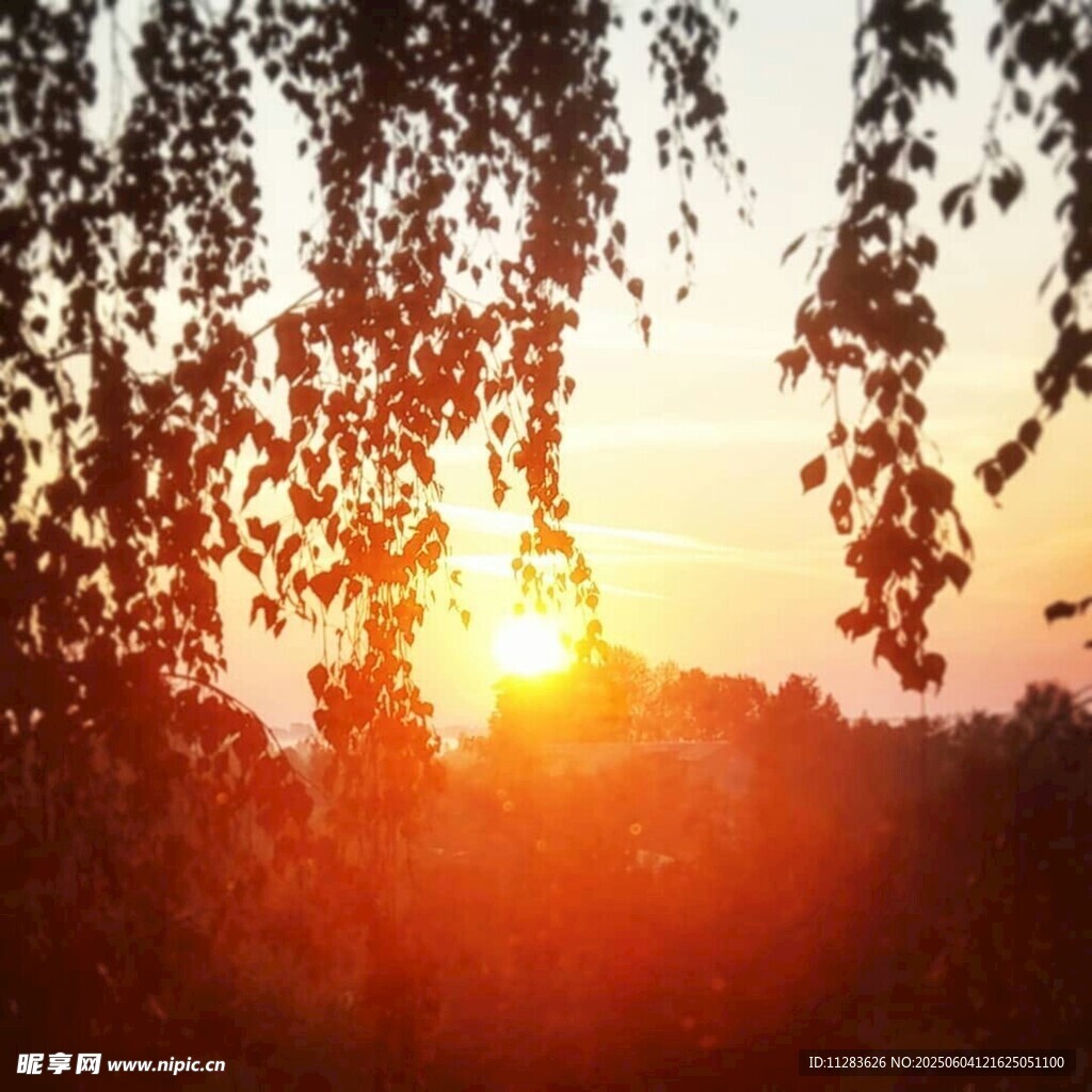 夕阳下的垂柳美景