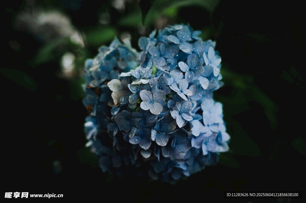 蓝色绣球花特写