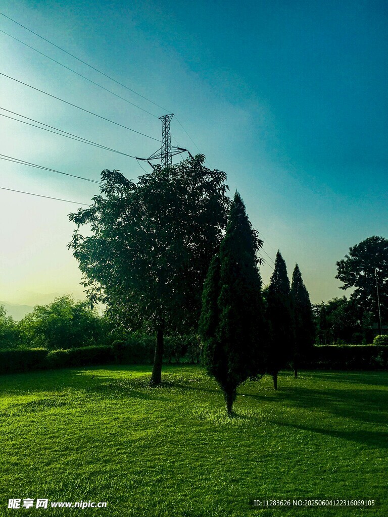 阳光下的草地与树木