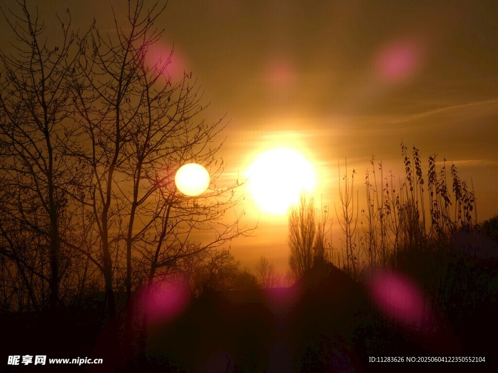 夕阳下的树木美景