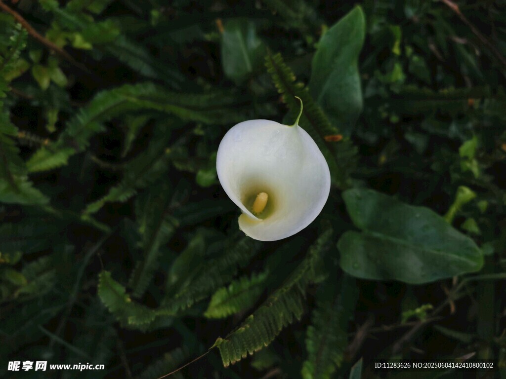白色马蹄莲绽放绿叶间