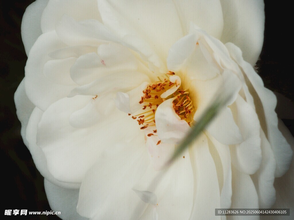 栀子花