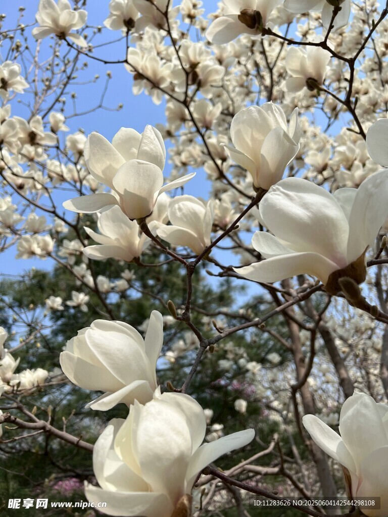盛开的白玉兰