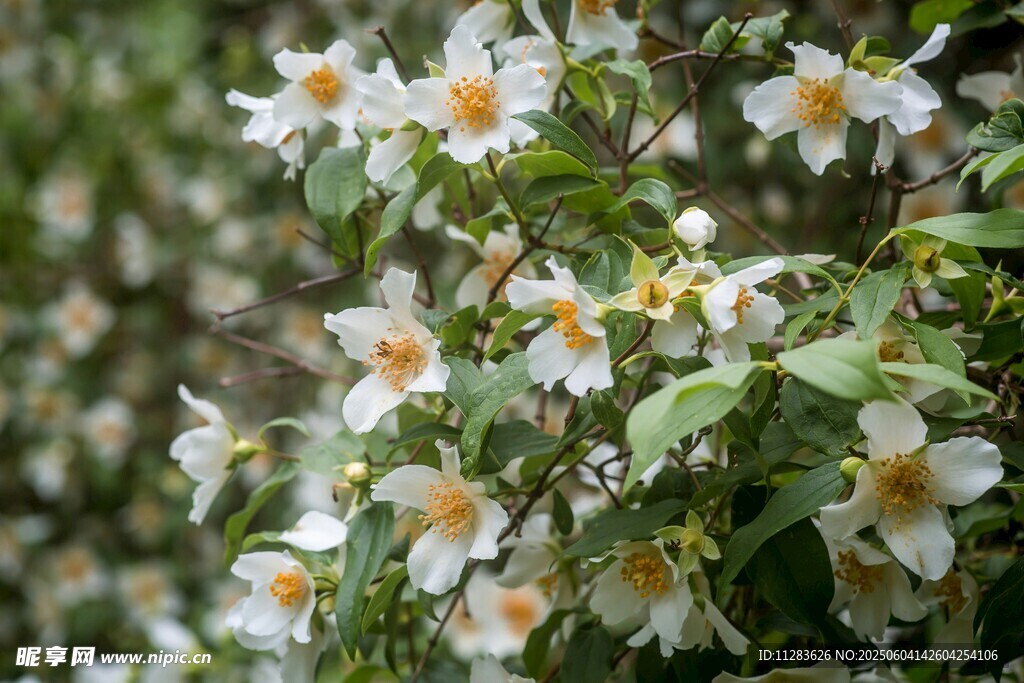 白色栀子花