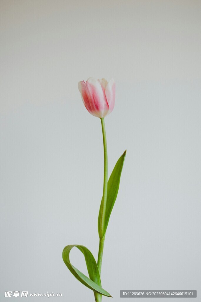 单枝粉色郁金香特写