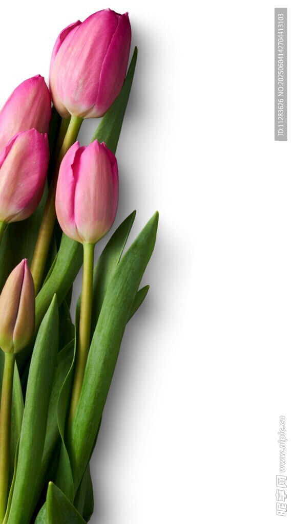 粉色郁金香花束