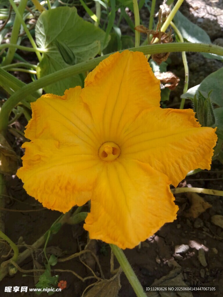 黄色南瓜花绽放