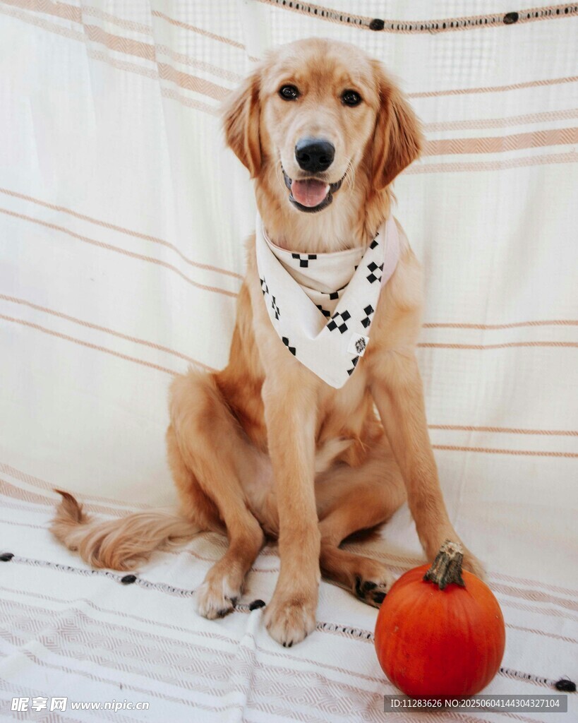 金毛犬与南瓜的温馨画面