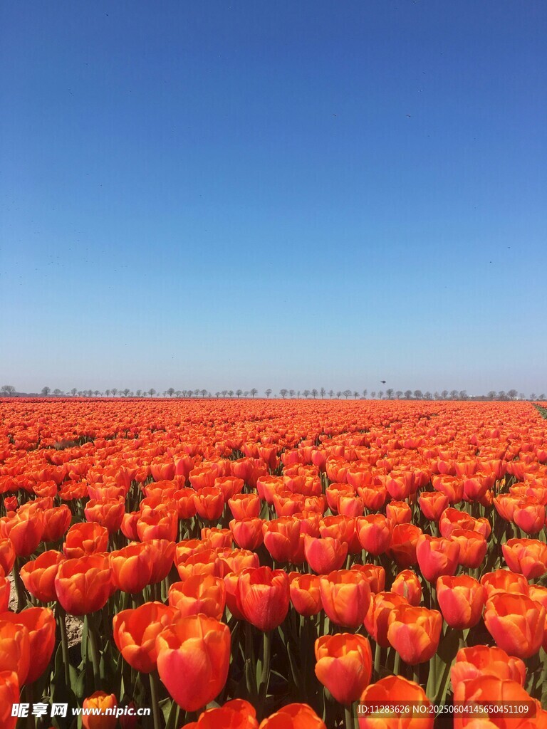 绚烂郁金香花海