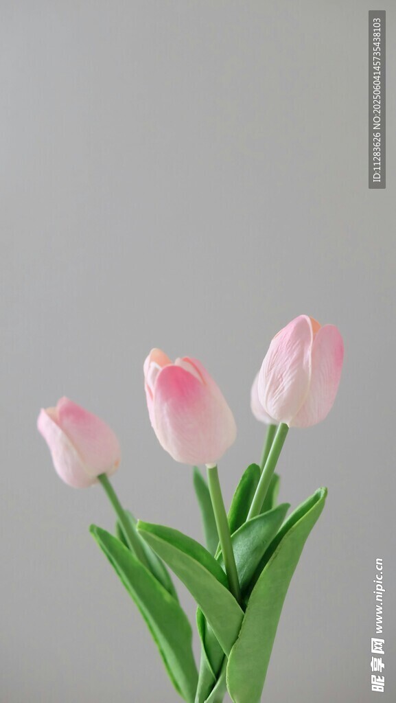 郁金香花束