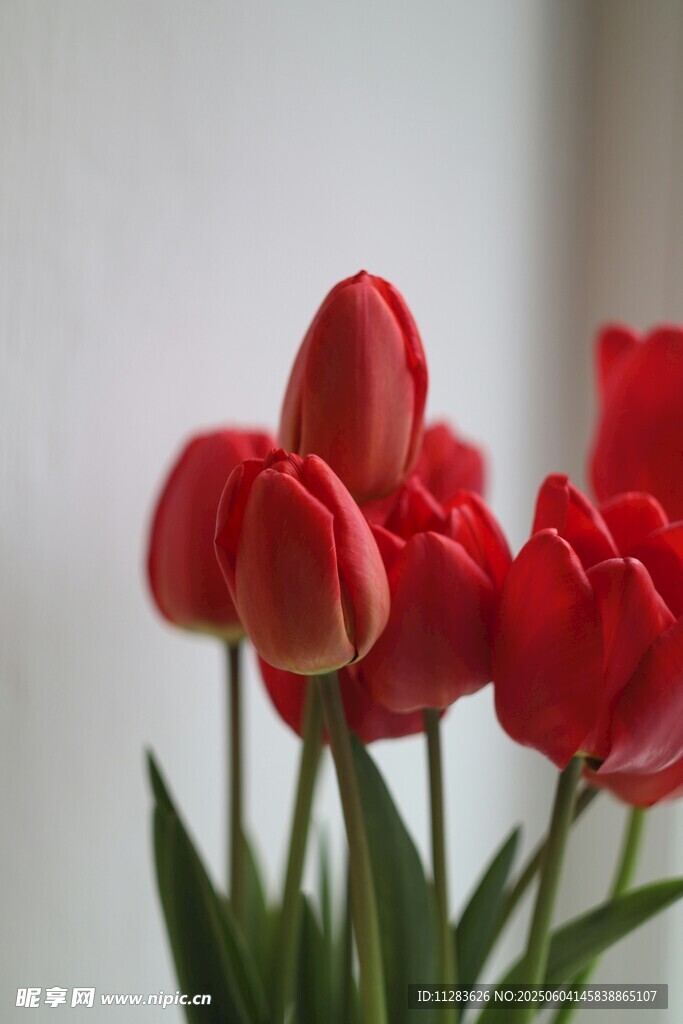 鲜艳红色郁金香花束