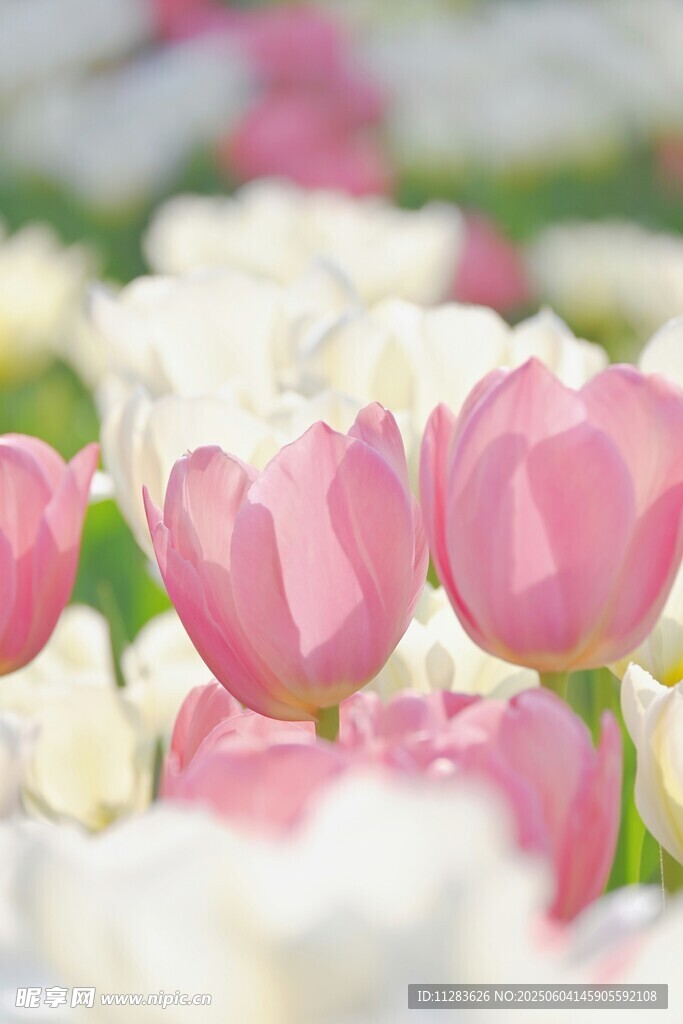 粉色白色郁金香花海