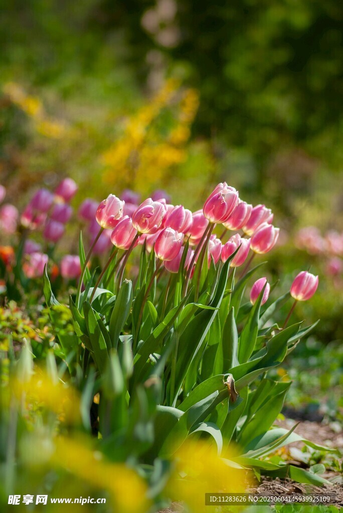 春日烂漫郁金香花丛