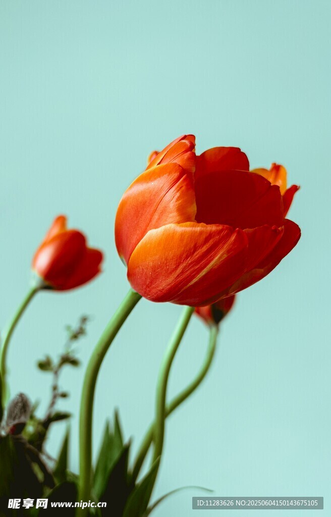 两朵娇艳红郁金香