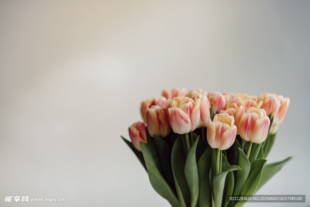 粉色郁金香花束特写