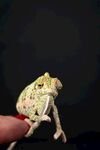 手指上的变色龙