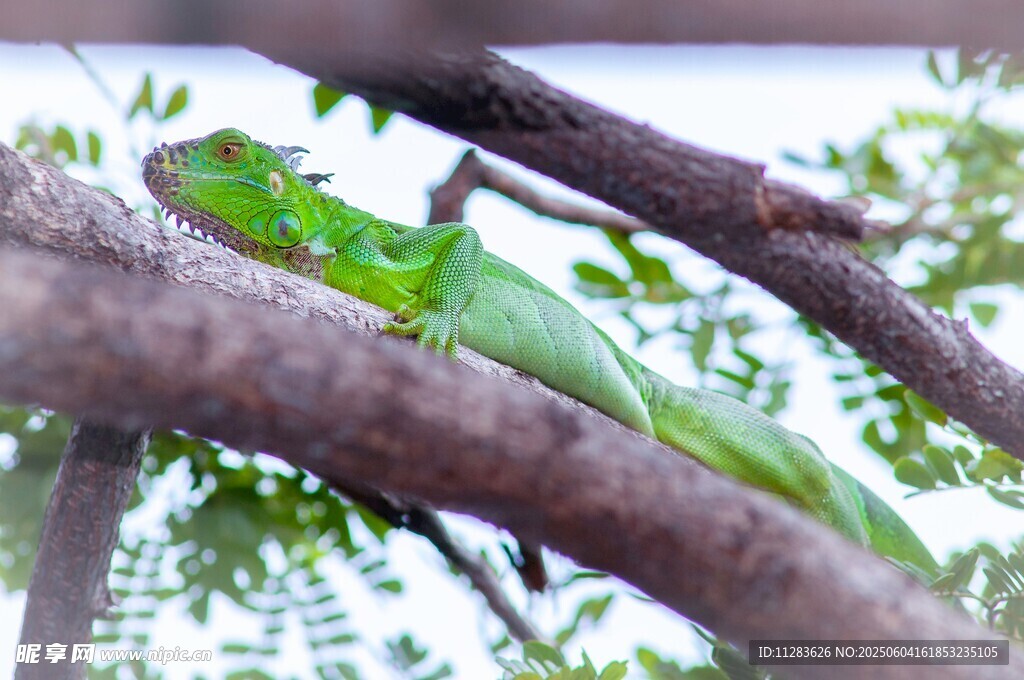 树枝上的绿色蜥蜴