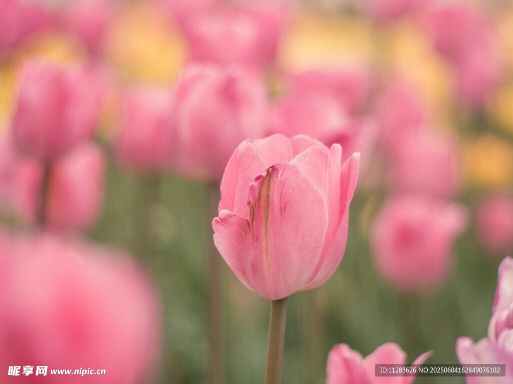 粉色郁金香花海美景