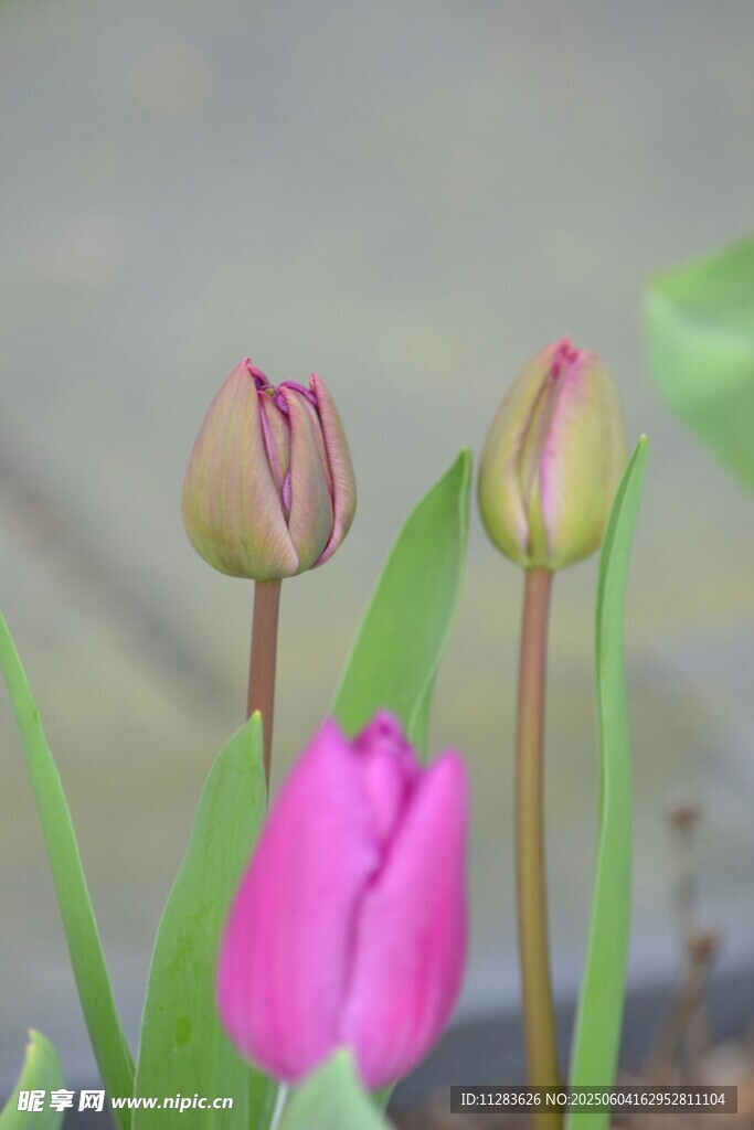 娇艳郁金香花苞绽放瞬间