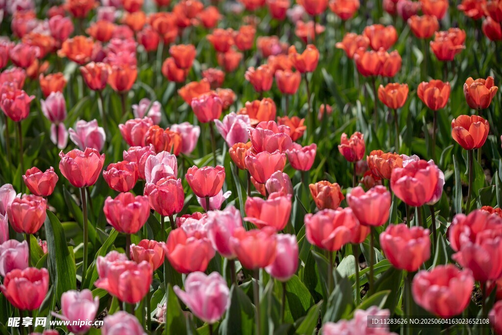 绚烂郁金香花海