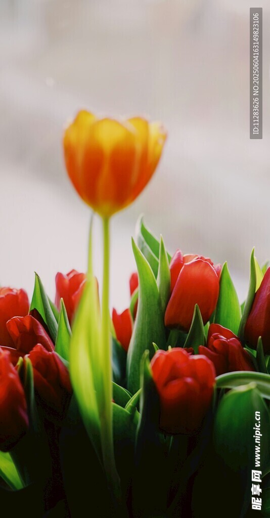 橙红郁金香绽放美景