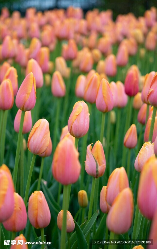 缤纷郁金香花海