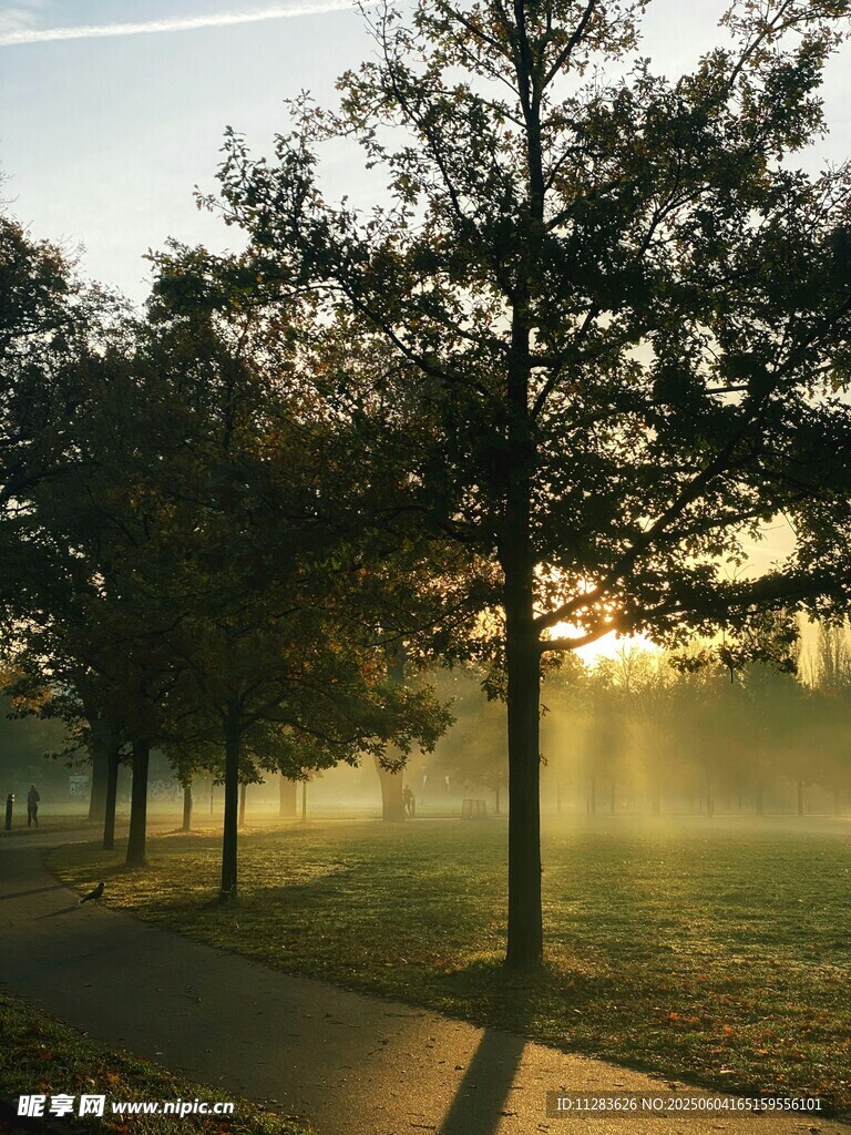 晨光中树林的静谧美景