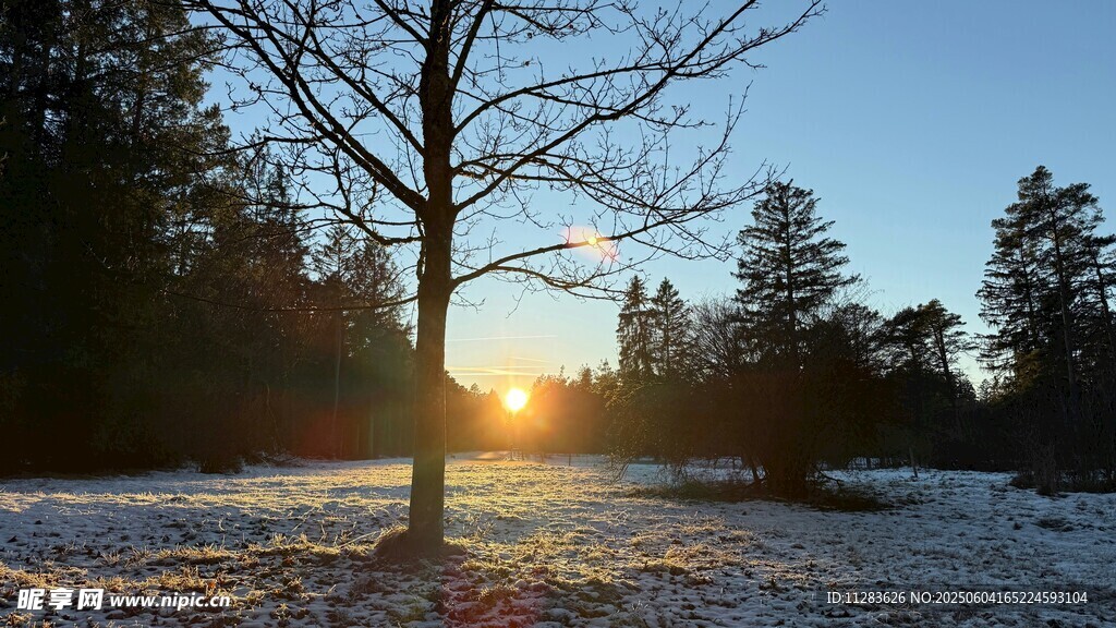 冬日雪林落日孤树美景