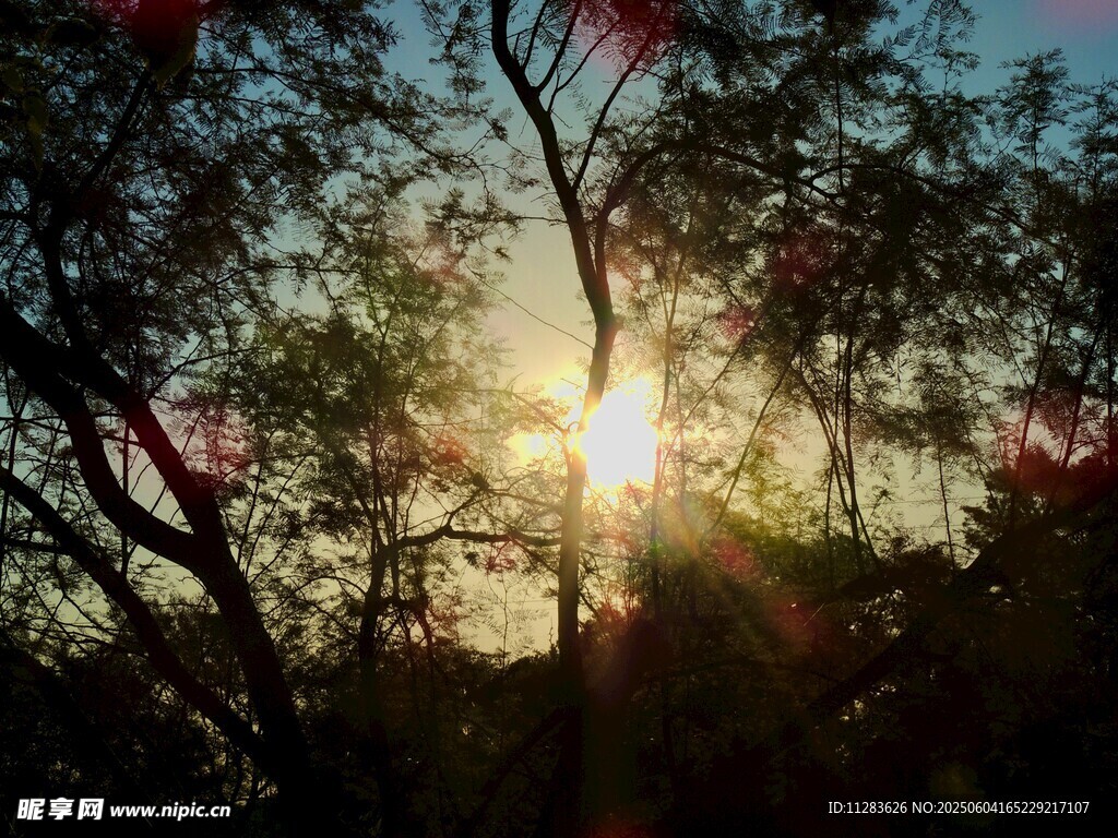 夕阳透过树枝洒下光芒